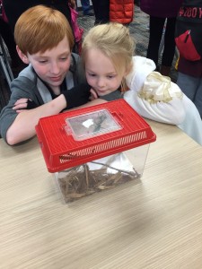Hayes and Corinne Thomas, children of Chattahoochee Technical College English instructor Robin Thomas, examine a Chinese Praying Mantis at CTC’s first Spooky Spidery Science event, held Saturday, Oct. 31.
